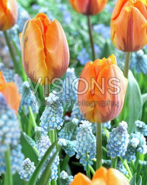 Muscari aucheri, Tulipa Prinses Irene