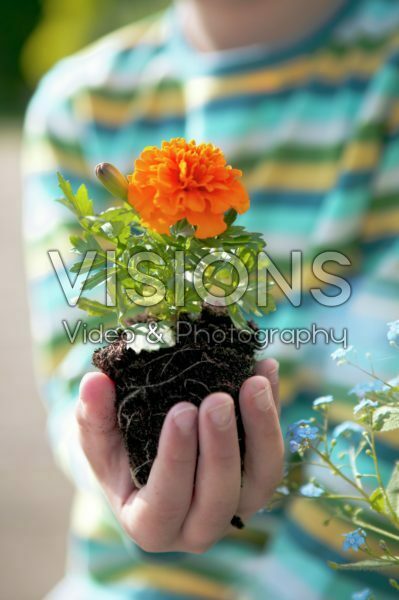 Tagetes in hand