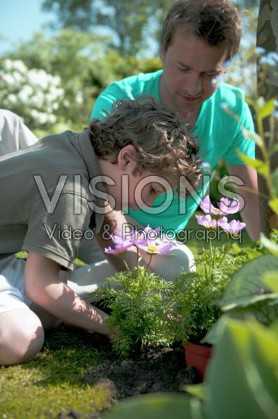 Father and son planting cosmea