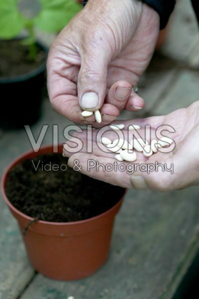 Planting bean seeds