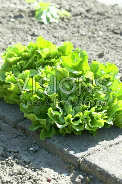 Cichorium endivia var. latifolium Cichorium endivia var. latifolium