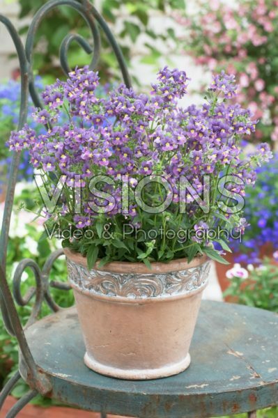 Nemesia Mascara ® Tricolor Nemesia Mascara ® Tricolor