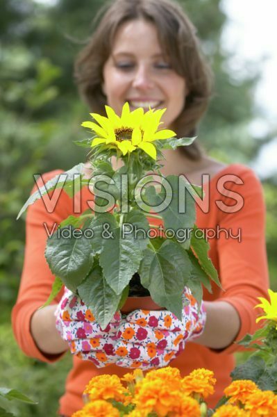Woman holding pot with sunflower
