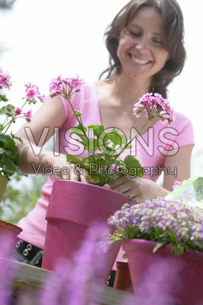 Woman planting pelargonium