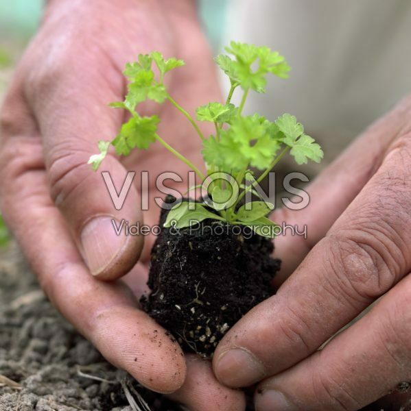 Parsley seedling in hands