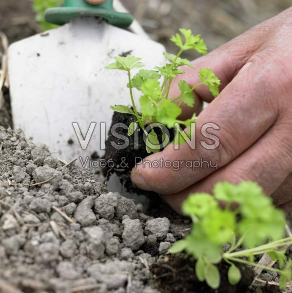 Planting parsley seedlings