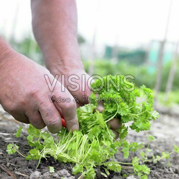 Harvesting parsley greens