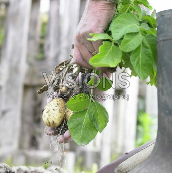 Harvested potato plant