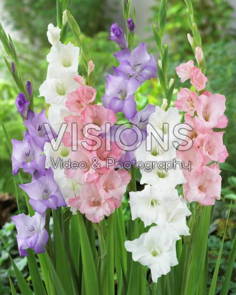 Gladiolus pastel mixed