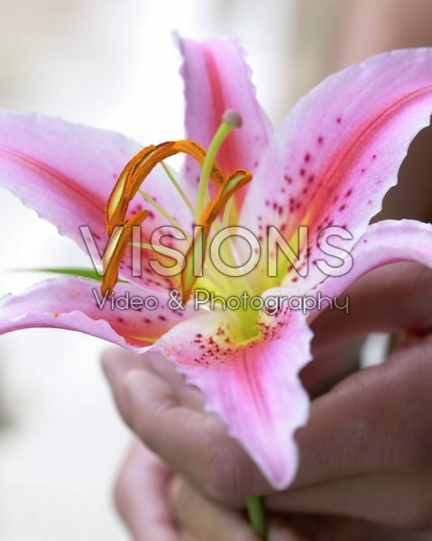 Lily in hand