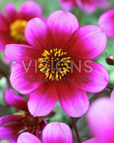 Dahlia Wishes n Dreams Dahlia Wishes n Dreams