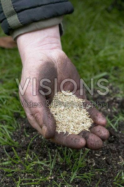Sowing grass seeds
