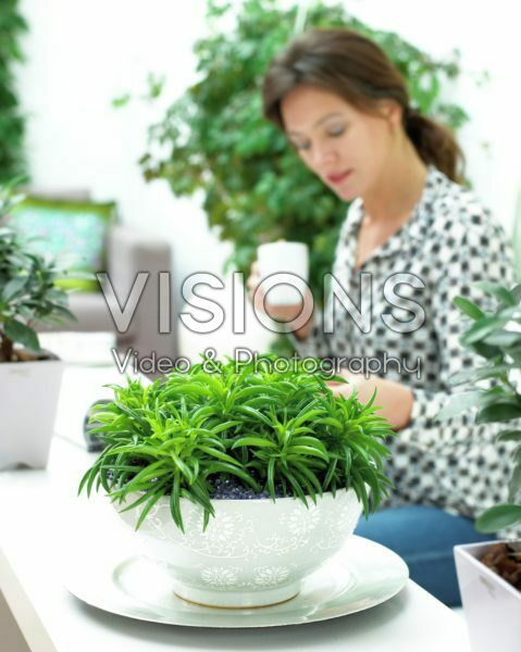Peperomia Amigo Green Split