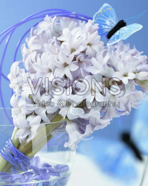 Sweet Combinations serie: Hyacinthus Milka