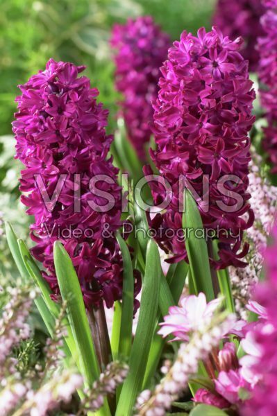 Hyacinthus Woodstock