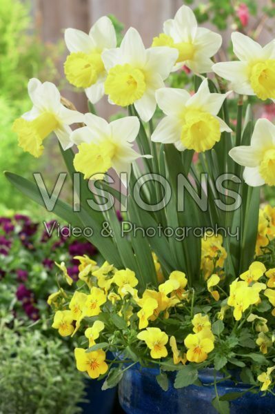 Narcissus Foresight, Viola