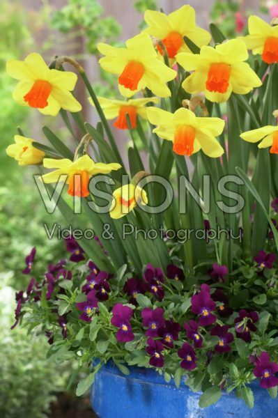 Narcissus Marijke, Viola