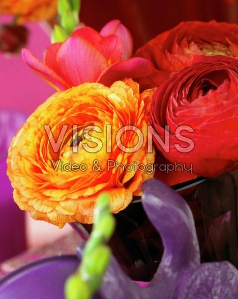 Color Passion serie: Ranunculus asiaticus