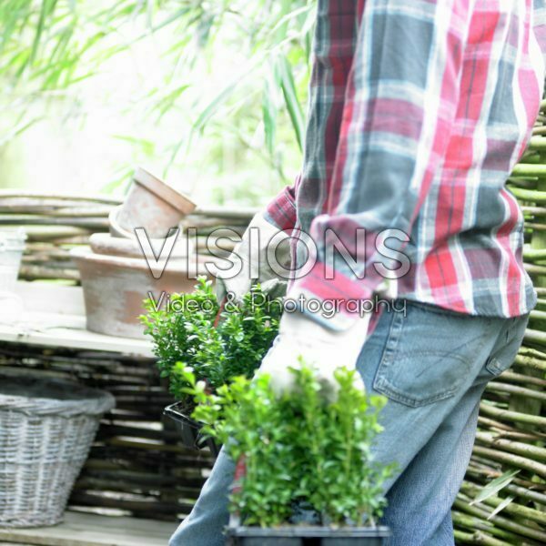 Carrying buxus plants