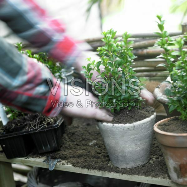 Planting buxus in pot