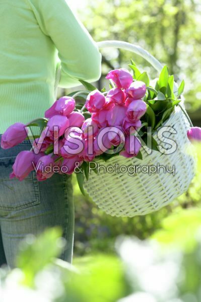 Woman carrying basket with tulips
