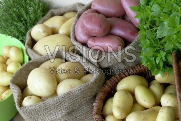 Potato harvest in burlap sacks