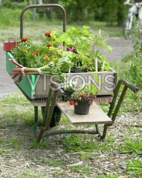 Wheelbarrow with summer annuals for sale