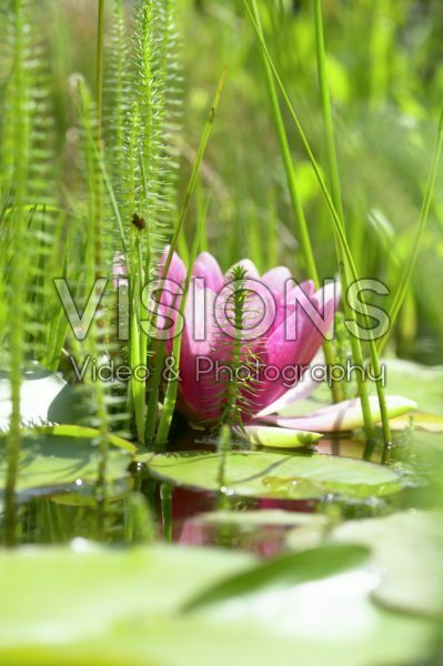 Nymphaea pink