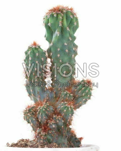Brigth White serie: Cactus