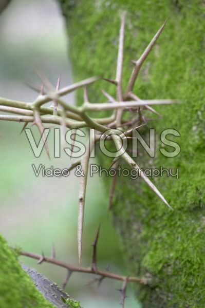 Gleditsia macracantha Gleditsia macracantha