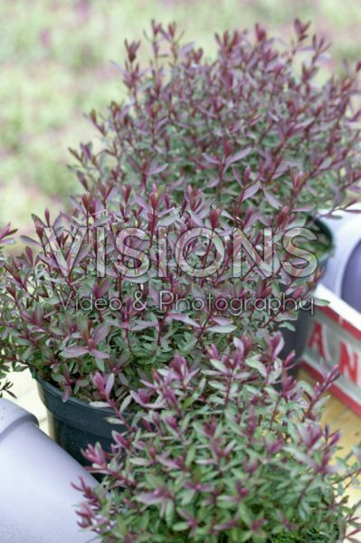 Hebe Caledonia Hebe Caledonia