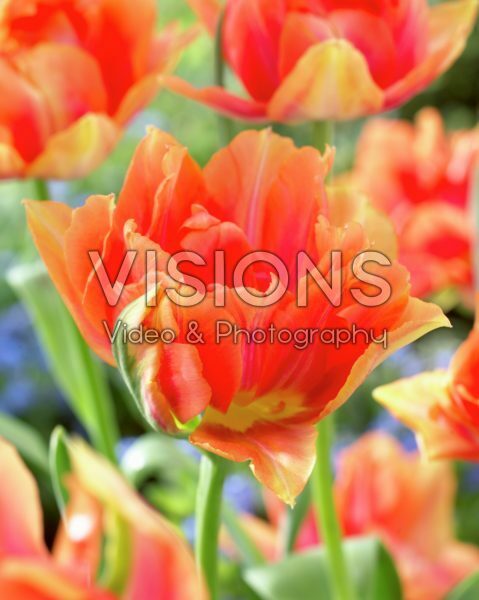 Tulipa Willem van Oranje