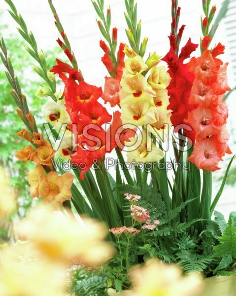 Gladiolus mixed