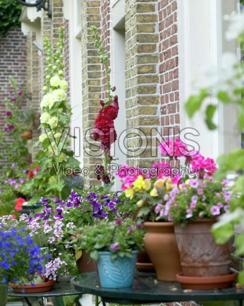Pots with annuals on garden table