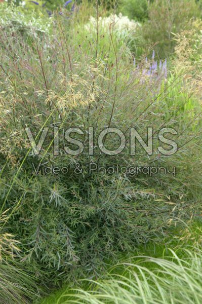 Salix purpurea Nancy Saunders Salix purpurea Nancy Saunders