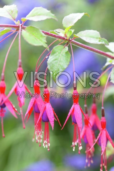Fuchsia magellanica Thompsonii Fuchsia magellanica Thompsonii