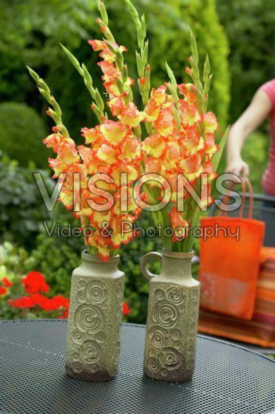 Gladiolus in vase