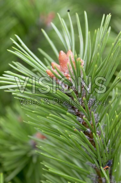 Pinus mugo Gnom