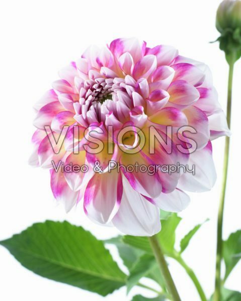 Dahlia Hawaii NL Dahlia Hawaii NL