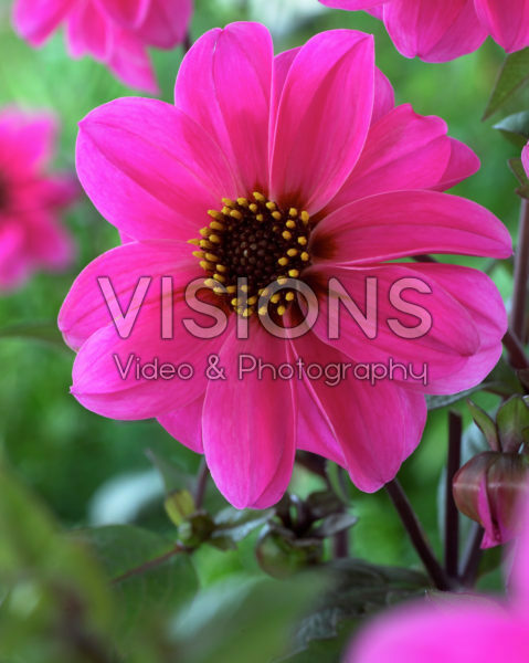 Dahlia Annika
