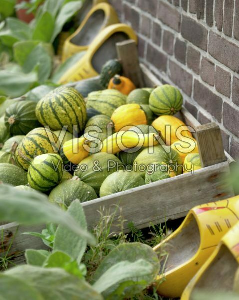 Pumpkin assortment