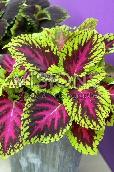 Coleus scutellarioides Kong Rose