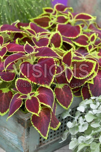 Coleus scutellarioides Wizard Scarlet Coleus scutellarioides Wizard Scarlet
