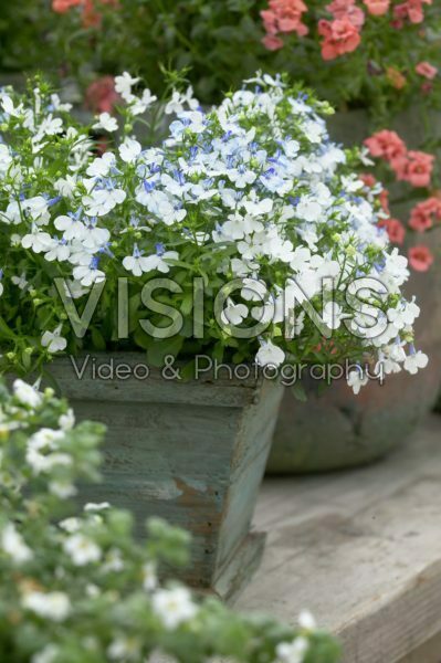 Lobelia erinus Riviera Blue Splash Lobelia erinus Riviera Blue Splash