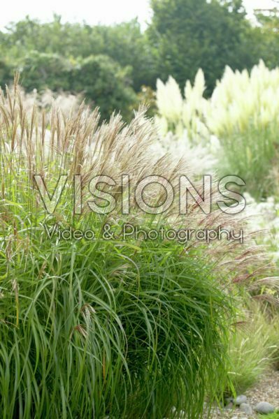 Miscanthus sinensis Herman Mussel Miscanthus sinensis Herman Mussel