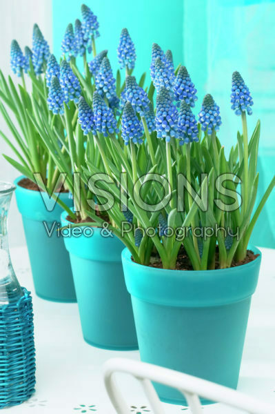 Muscari Big Smile® Muscari Big Smile®