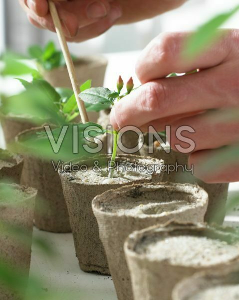 Planting Fuchsia cuttings in jiffy pots
