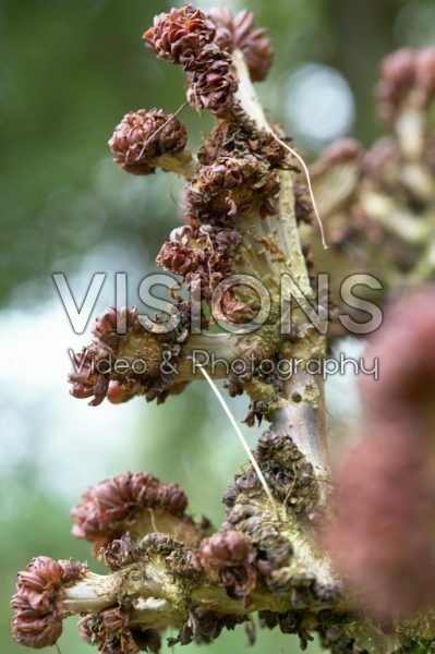 Aesculus hippocastanum Monstrosa Aesculus hippocastanum Monstrosa
