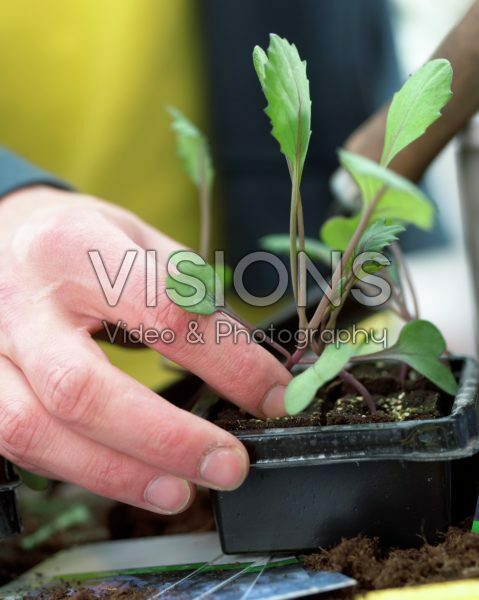 Hand holding red cabbage seedling