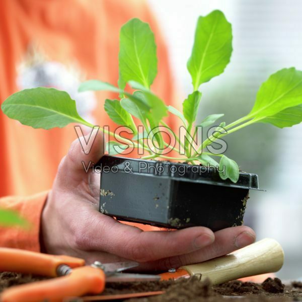 Hand holding container with cabbage seedlings